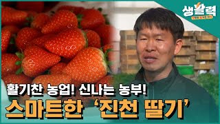 활기찬 농업! 신나는 농부! 스마트한 딸기가 맛도 좋다 '진천딸기'ㅣ생방송활기찬저녁ㅣMBC충북ㅣ230103