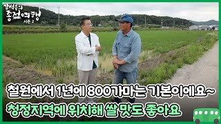 철원에서 1년에 800가마는 기본이에요~ 청정지역에 위치해 쌀 맛도 좋아요 MBN 230708 방송