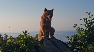 해바라기섬 황도이장의 무인도 정착기