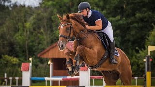 *SHOW JUMPING VIDS*CARTOUCHE, 2010, gelding, by Calypso