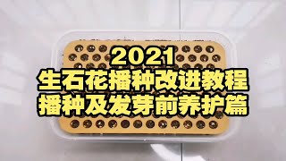 2021年生石花播种改进教程-播种及发芽前养护篇