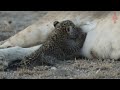 it would seem that the leopard kitten was doomed but the lioness adopted him into the family