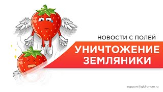 Удаление клубники (земляники садовой) после 9-ти месяцев роста и плодоношения.