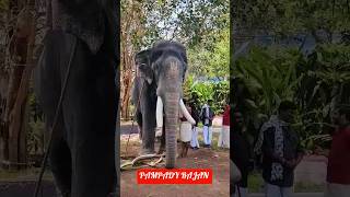 കോട്ടയം കൊമ്പൻമ്മാർ മാസ്സ് എന്ററി #elephant #shortsvideo #viralshorts #aanapremi #youtube #trending