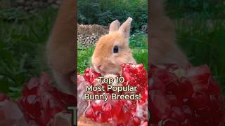 Top 10 Most Popular Bunny Breeds!