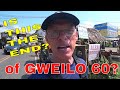 Is Gweilo 60 On The Verge Of Extinction?