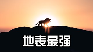 陸地上攻擊性最强的10種動物，到底哪種攻擊性最强   |  TOP觀天下