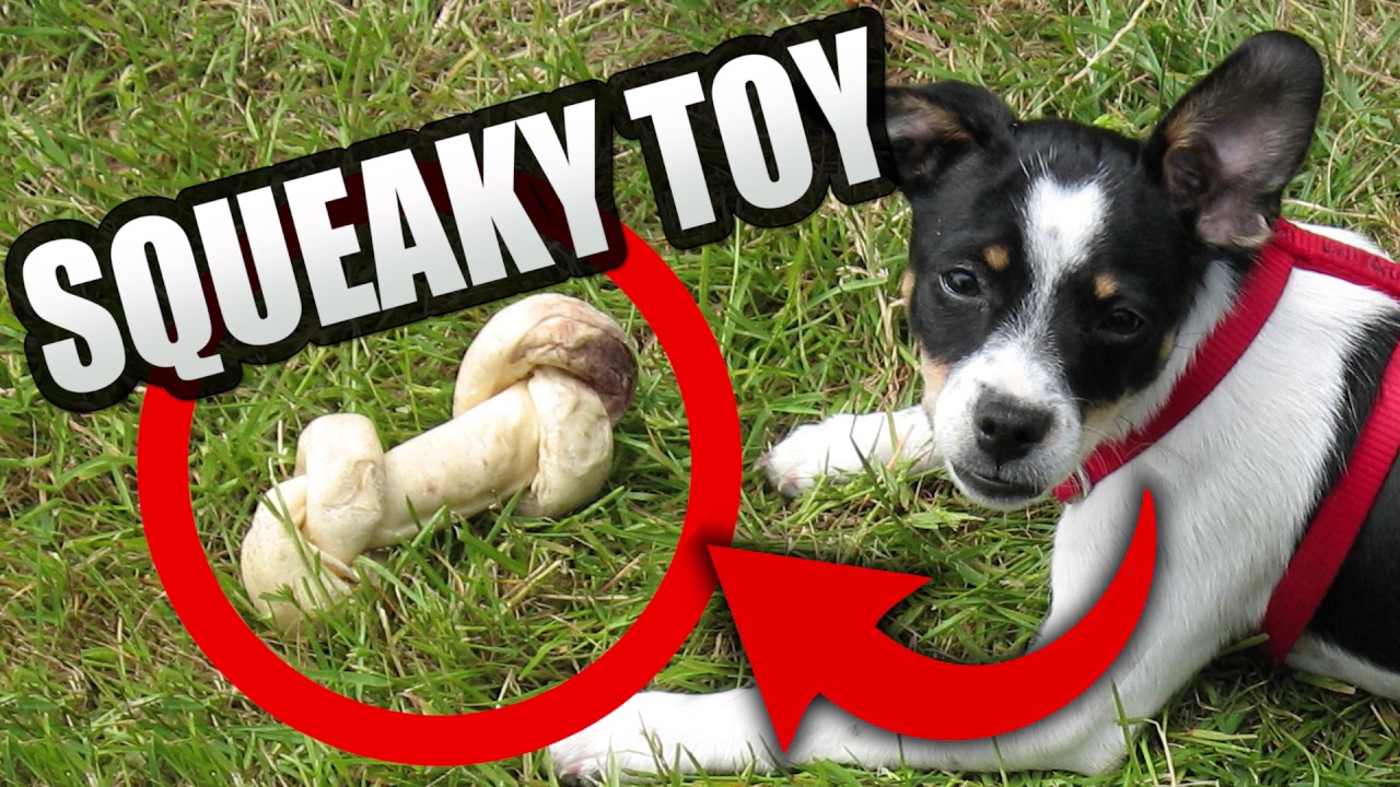 Squeaky Toy Sounds Play With Your Dog Youtube