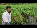 fishing பரி வைத்து மீன் பிடித்தல் fishing fishingvideo fishtrap food foodie