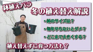 【バラの育て方】冬の植え替え方法と、楽できるコツも解説してみました