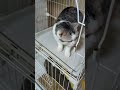 【猫】泥棒猫　 cat 貓 gato 猫 قطة кот kedi cats dog ねこ 猫動画 スコティッシュフォールド