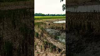 The view of the sand ducks flying in the village.Village part 136