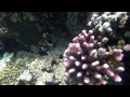 snorkeling in egypt sharm el sheikh xperience sea breeze hotel with gopro 3 black