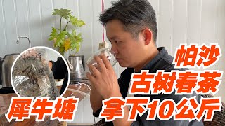 大厂幕后初制所？老高去帕沙买头春古树茶，拿下10公斤后大哥直接送犀牛塘！#茶 #茶叶 #普洱茶 #品茶 #喝茶 #云南普洱 #买茶