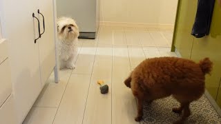 朝食を健気に待ってる犬がここにいますwww～多頭飼い～チワワ・シーズー・ミニチュアピンシャー・トイプードル