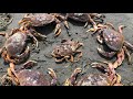 Animal Adventurers - Crabs