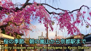 桜の季節　嵐山から京都駅までCherry Cherry blossom view 樱花季节的岚山　2020年4月7日(火)【4K】