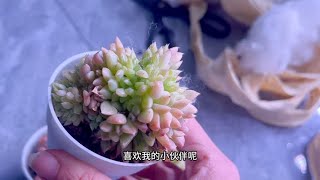 终于白菜价买到了梦寐以求的麦秆缀我还有不花钱的麦秆群！太爱了