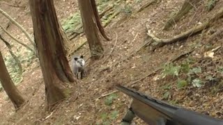 (再) 狩猟中 ニホンカモシカ が来ました 天然記念物 2015.12.06 Japanese Serow