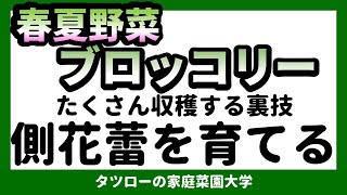 ブロッコリー 収穫後の裏技！！たくさん収穫する方法！！側花蕾を育てる！！　[家庭菜園]