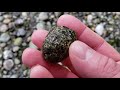 weekend washington rockhound adventures agate jasper and petrified wood