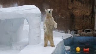 すっかりいつも通りのモモ　　　天王寺動物園のホッキョクグマ