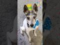 #happybirthday #birthdayboy #dogbirthday #seniordog #olddogs #foxterrier #birthdaycelebration