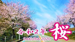 【桜】令和2年　桜　SAKURA 2020　リーフ君車窓動画　これからのチャンネルについて、、、～神は人に乗り越えられない試練は与えない～