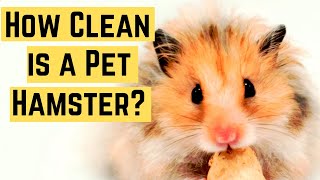 How Clean is a Pet Hamster? ♥️