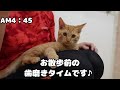 朝４時起き男、犬猫多頭飼いのモーニングルーティン