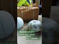 大人気のカボチャ雪化粧・数量限定販売【中富良野町・寺坂農園・産地直送・カボチャ・秋の味覚・残りわずか】