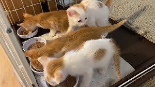 猫の子育て３１　日々の成長が凄まじい子猫たち