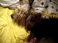 Yorkshire terrier and his breathing problems Yorkshire terrier and his breathing problems