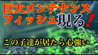 （お掃除）各メンテナンスフィッシュ紹介#お魚#アクアリウム#暇つぶし#癒し