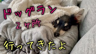 都内のドッグラン巡り！チワワ×ミニピンのミックス犬チワピン