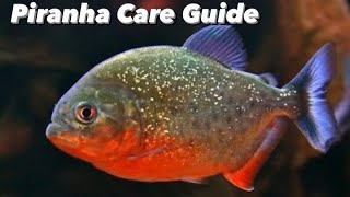 Red Belly Piranha Care Guide - Feeding, Tank Mates And Piranha Aquarium Set Up