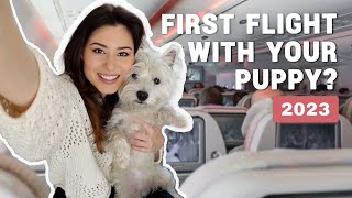 How To Fly With Your Dog In The Cabin In 2024 | Our experience bringing our Westie puppy on a plane
