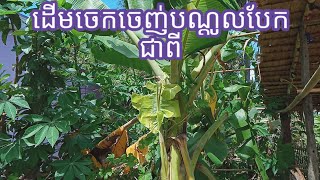 ដើមចេកចេញ់បណ្ដូលជាពី