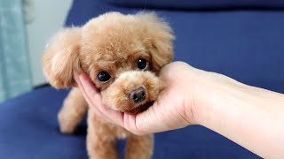 エンジンをふかしながらクセの強い食べ方をする犬【トイプードルのコロン】