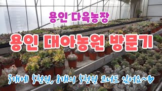 용인 대아농원 방문기 VLOG 입니다 /succulents