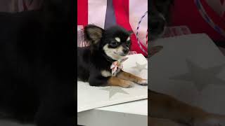 【チワワ】カットでスッキリ♪ #dog #チワワ#トリミング #癒し動画