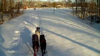 Bikejoring On Snow