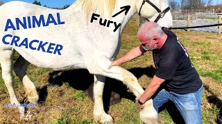 GIANT RESCUE HORSE with ACHEY SHOULDER gets CHIRO ADJUSTMENT!