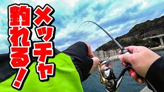 デイアジングをしに行ったらまさかの高級魚が入れ食い！？