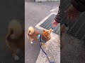 お散歩再開を喜ぶ柴犬てぃーだ shorts 柴犬