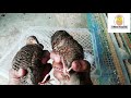 how to find male and female quails correctly වටු කුරුලු පාලනය