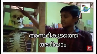 അസ്ഥി വ്യവസ്ഥ | Human Skeleton