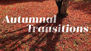 Autumnal Transitions (In Life And Writing)