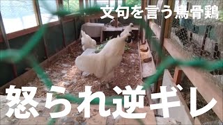 【烏骨鶏】メスの（赤ちゃん←愛称）をいじめたのでオスのハクを怒りました