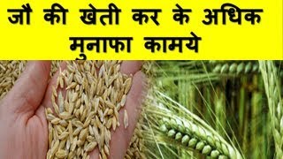 जौ की खेती कर के अधिक मुनाफा कामये Barley farming